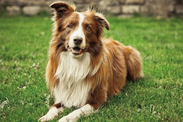 Der Hund liegt im Sommer auf dem Rasen