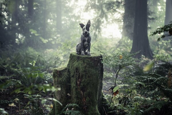 The dog is sitting on a large stump in the forest