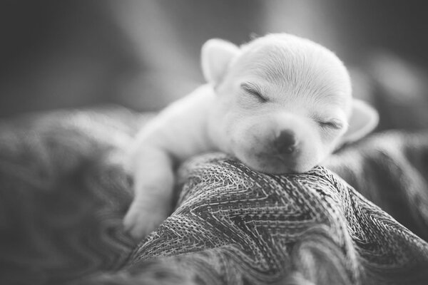 A white puppy sleeps on a knitted blanket