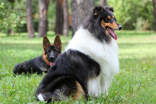 Ein Hund der Rasse Collie und ein Schäferhund im Wald