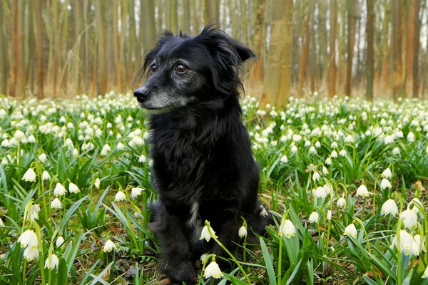 Perro en el bosque en un campo floreciente