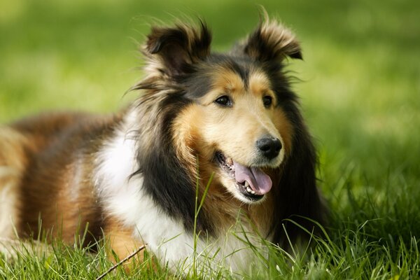 The dog is lying on the green grass