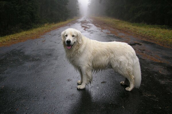 A white retriever dog stands on the road in cloudy autumn weather