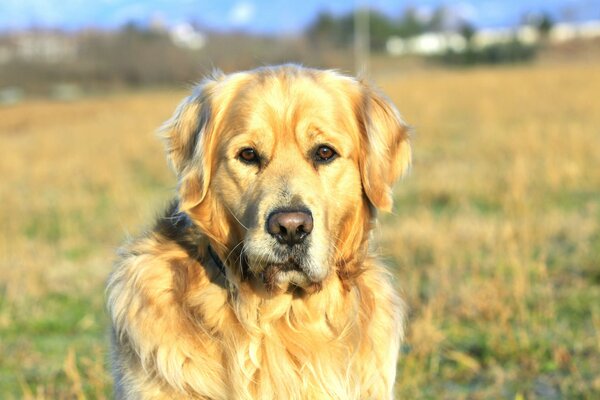 A yellow labrador sits in a field