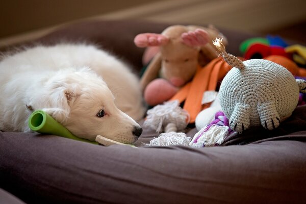 White dog lies toy