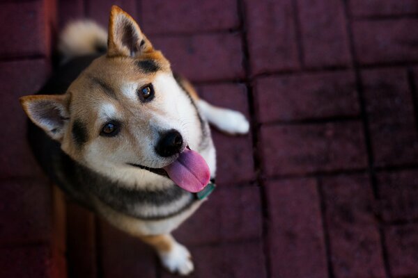 The devoted gaze of man s best friend