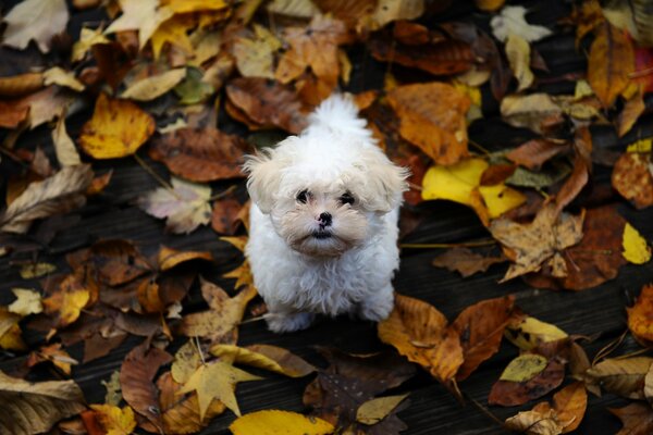Autumn. Leaves. The little white dog