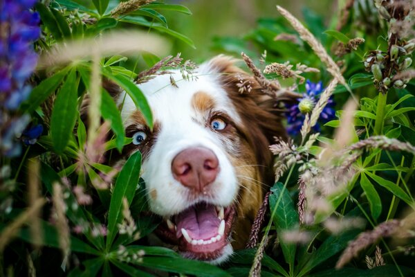 In der Welt der Tiere ist die Hundeschnauze in Blumen