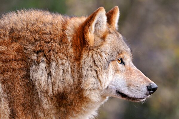 The penetrating gaze of a red wolf