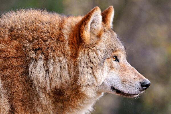 La mirada permeable del lobo rojo