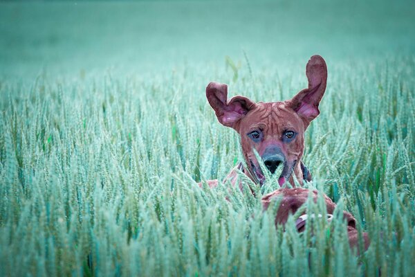 Dog with raised ears in the grass on the field