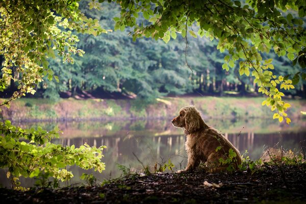 Perro pelirrojo con orejas largas y colgantes se sienta en la orilla del lago en el parque