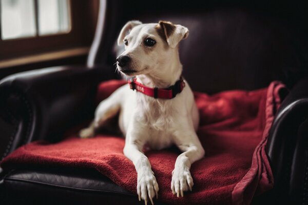 Der Hund im Sessel schaut freundlich in die Ferne