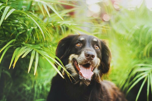 Cheerful dog on a green background