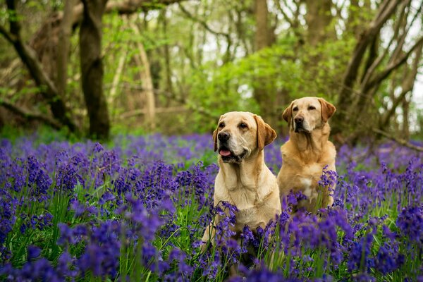 Labradors en cloches sur fond d arbres