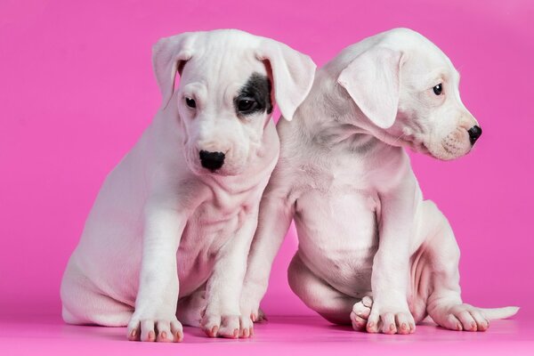 Funny Dalmatian puppies on a pink background