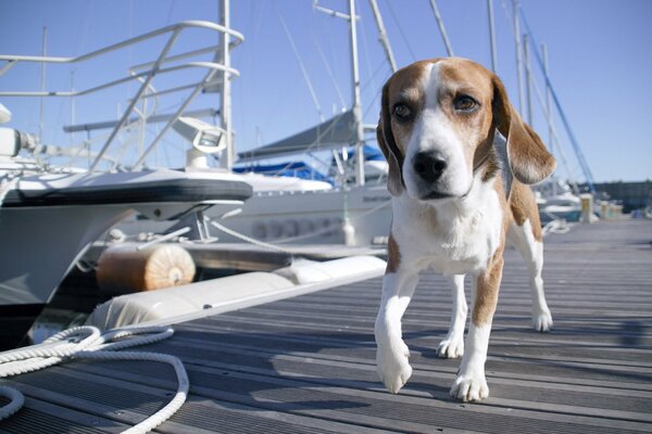 Le chien marche sur le quai près des yachts