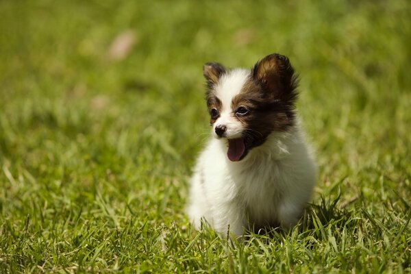 Pequeño cachorro corriendo sobre la hierba