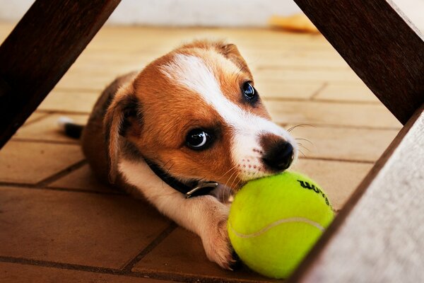 Маленький щенок хочет играть с мячом