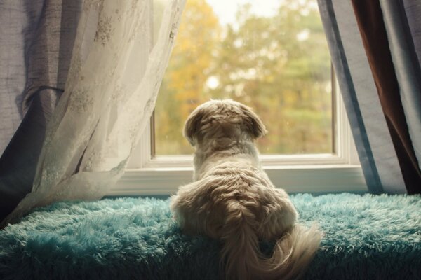 Cute dog looking out the window