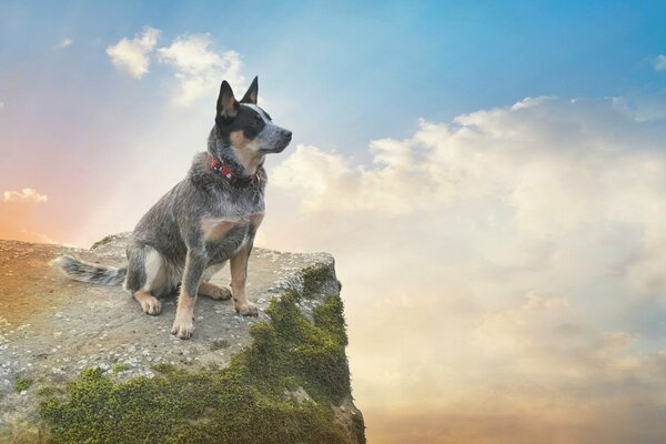 The dog is sitting on a cliff