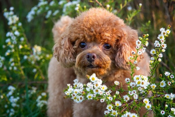 Der Hund schaut in die Blumen