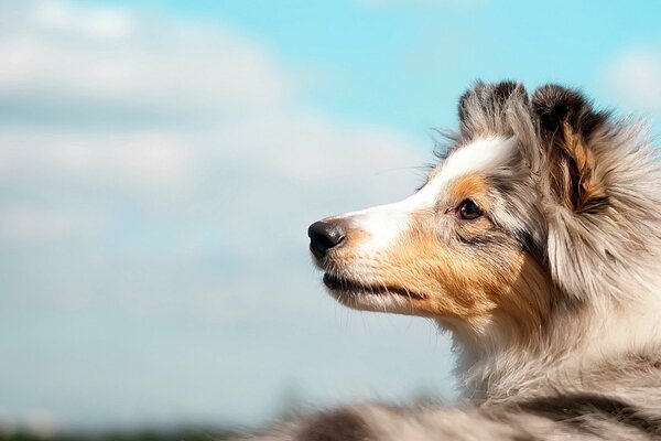 The collie dog looks up at the sky