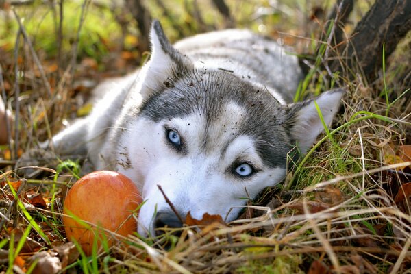 Siberian husky lies on the grass