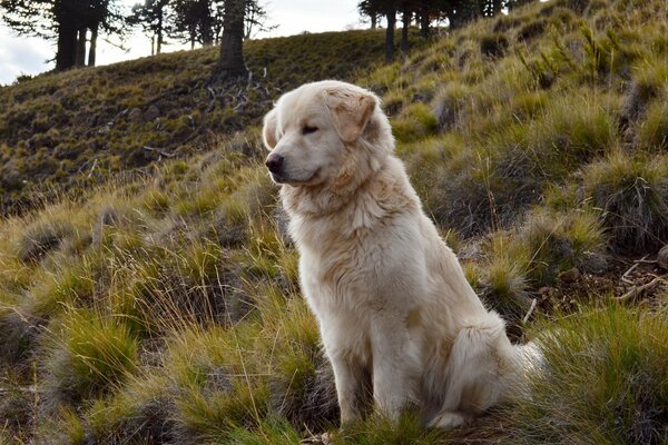 Goldener Labrador auf einem Hügel