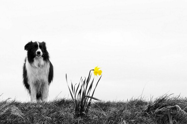 A dog on a walk and a yellow flower