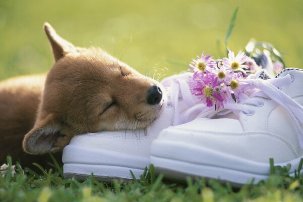 Chiot dort sur des baskets blanches