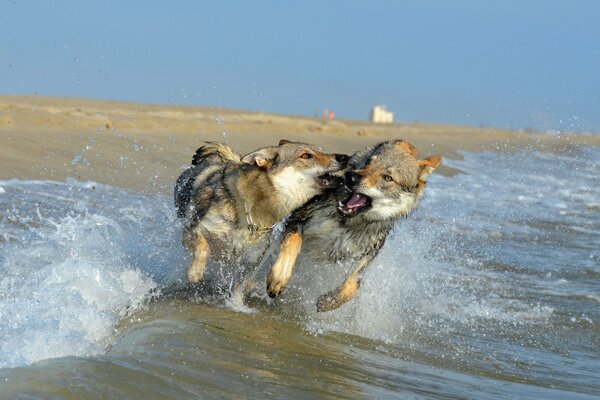 Giocare cani grigi sulla spiaggia