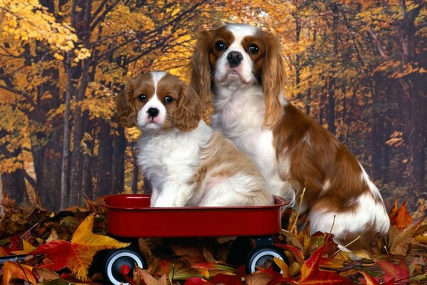 Cucciolo con mamma seduta in un carrello