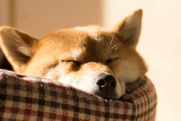 Red dog sleeps on the couch