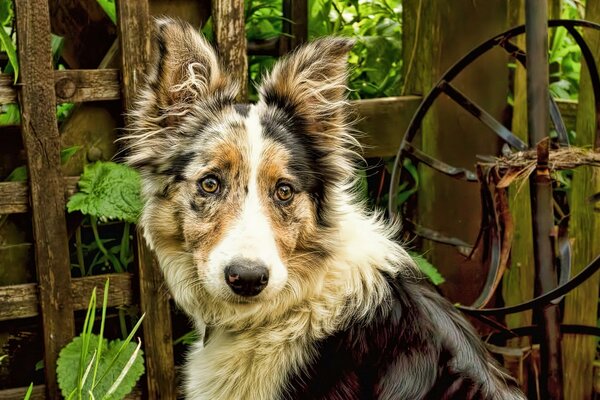 Regard de chien ami de l homme