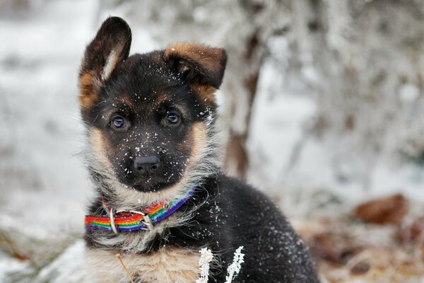 Cute puppy on a leash