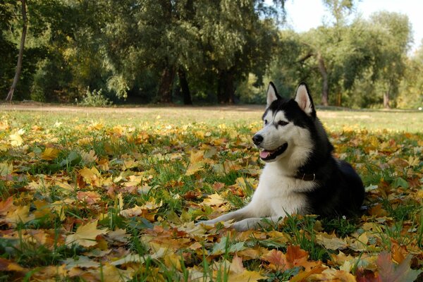 Chien Husky se trouve sur les feuilles d automne