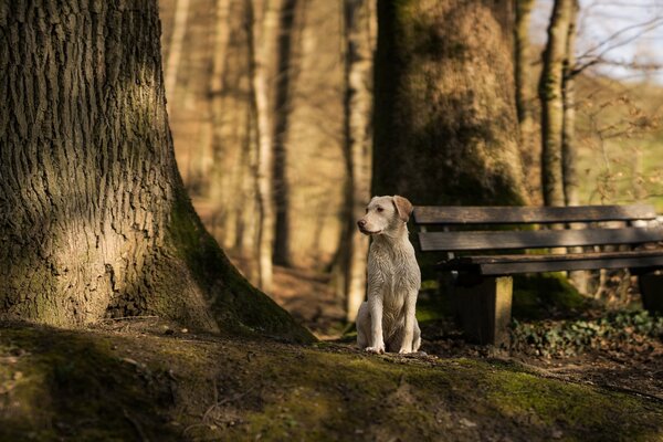 A lonely red dog sits near a bench in a park among massive trees