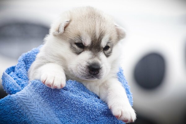 Cute little dog frowned in a blue towel