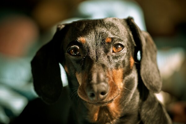 Perro de raza Dachshund cerca