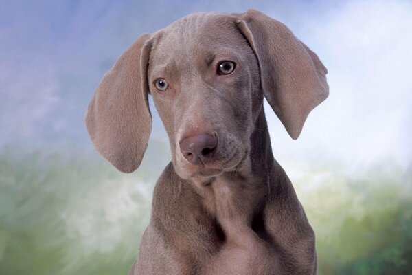 Bons yeux, oreilles de chien pendantes