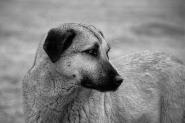 Black and white image of a stray dog with a sad look