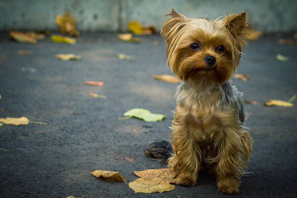 A Yorkshire Terrier dog stands on the asphalt among the leaves