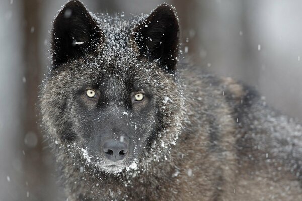 Loup gris dans la neige