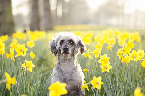 Ein Hund in gelben Blüten im Frühling