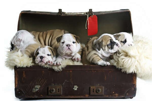 The puppies of the English bulldog are comfortably located in a retro suitcase on a fur litter