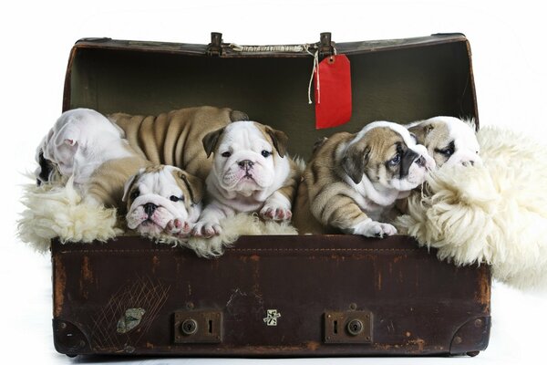 Los cachorros de Bulldog Inglés se acomodan cómodamente en una maleta retro sobre una camada de piel