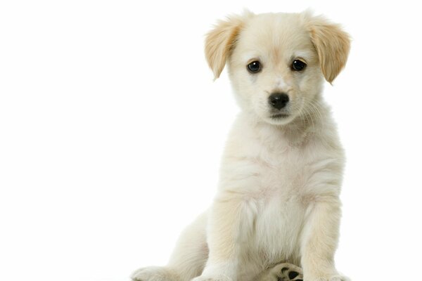 A white puppy on a white background