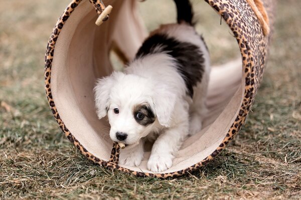 Foto di un cucciolo carino in bianco e nero