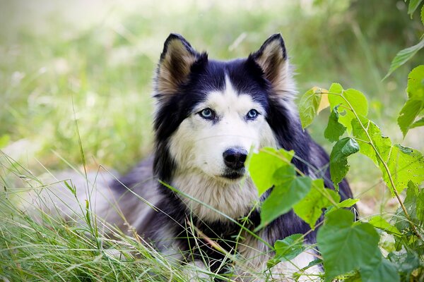 Husky o niebieskich oczach w lesie